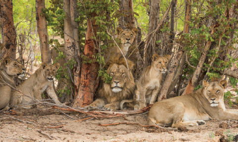 In the oppressive heat of October Humba and members of the Ngweshla pride rest - photo 23