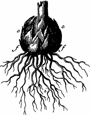 Figure 11 Growing root as depicted by Duhamel in 1758 898 In his book - photo 2