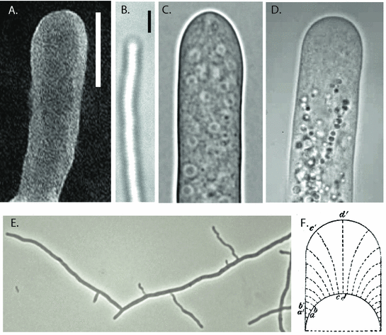 Figure 12 Tip growth A microbacterial filament bar is 1 m - photo 3