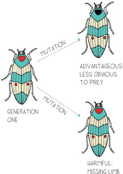 2 Migration WHEN GENETIC DIVERSITY IS BROUGHT TO NEW PLACES OR POPULATIONS - photo 11