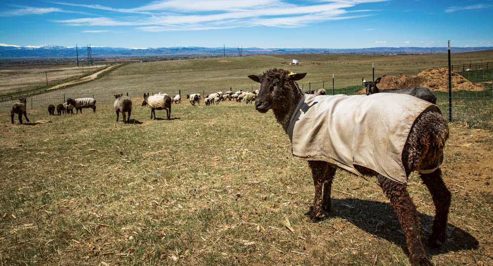 To produce marketable fine wool you must put jackets on your sheep which - photo 9