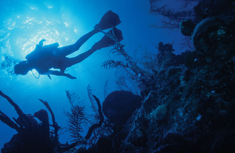 A giant grouper Dive In and Discover By the end of this chapter you will - photo 2