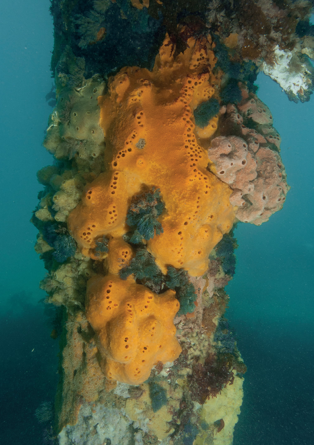 Tedanya Tedanya anhelans from Portsea Pier Port Phillip Bay Julian Finn - photo 1