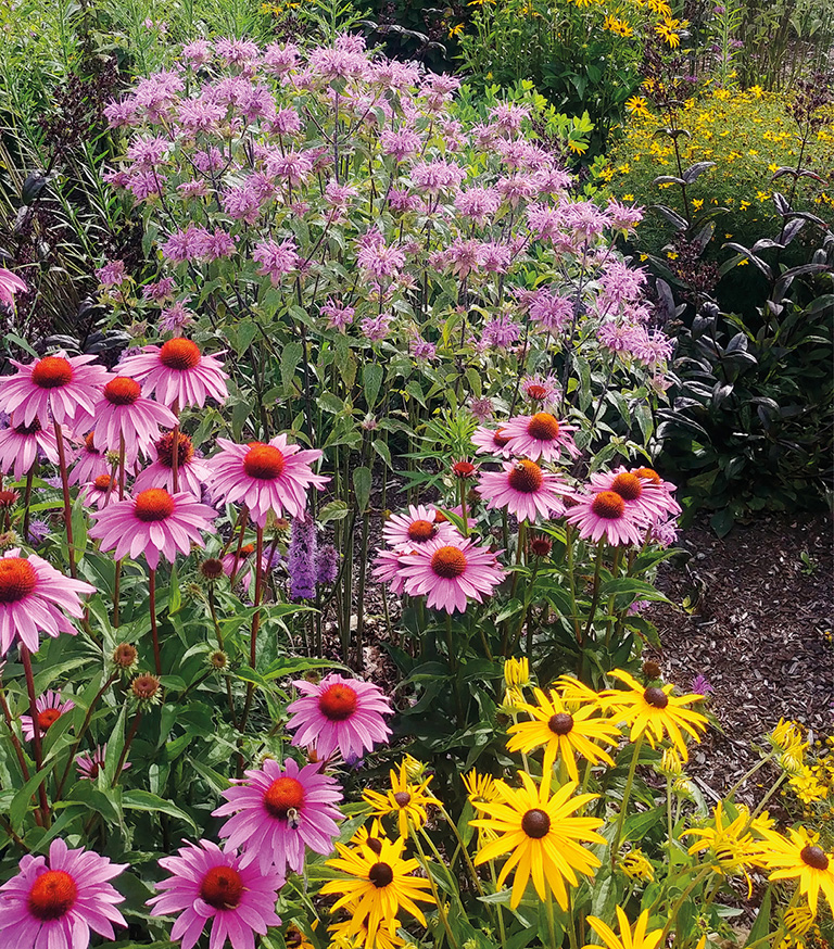 Native perennials make for a sea of color in Southeast gardens THE SOUTHEAST - photo 2