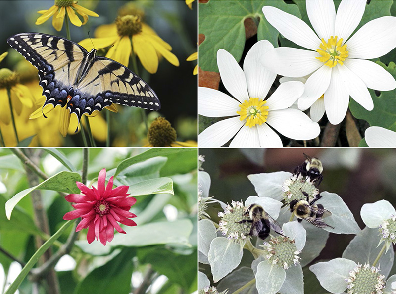 clockwise from top left An eastern tiger swallowtail is attracted to a - photo 5