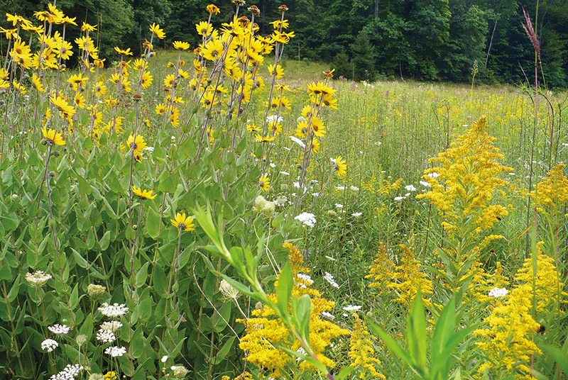 A meadow filled with southeastern native plants welcomes visitors in late - photo 8