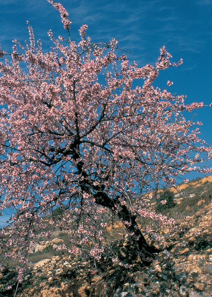 A blooming almond tree in Tarragona Catalonia ACKNOWLEDGMENTS I have - photo 9