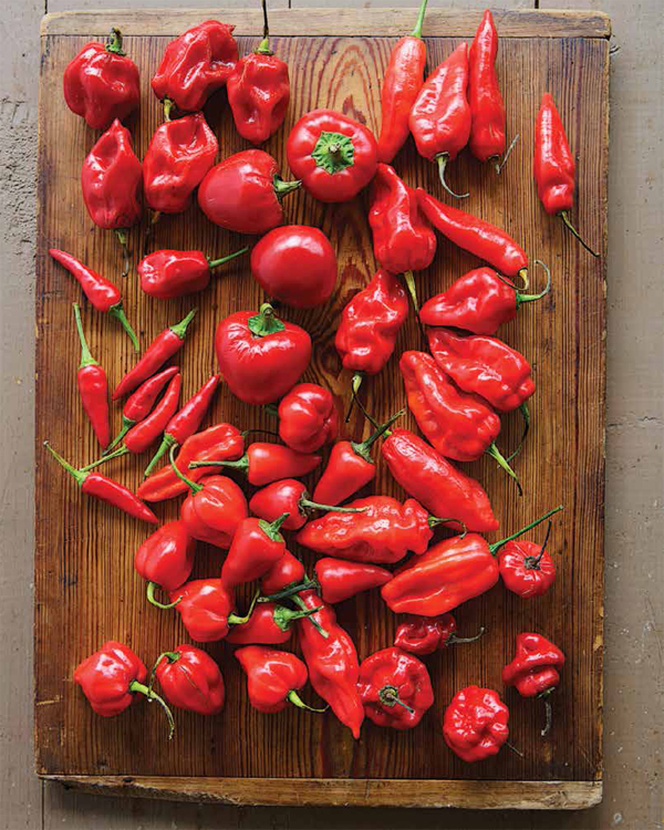 Assorted fresh chiles To make the most of a preserving habit have a plan for - photo 8