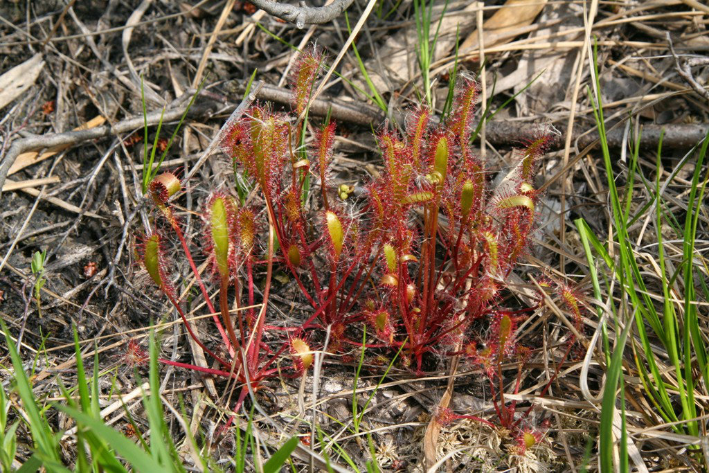 Figure 21 D anglica in Hamatonbetsu Hokkaido Prefecture Hokkaido District - photo 3