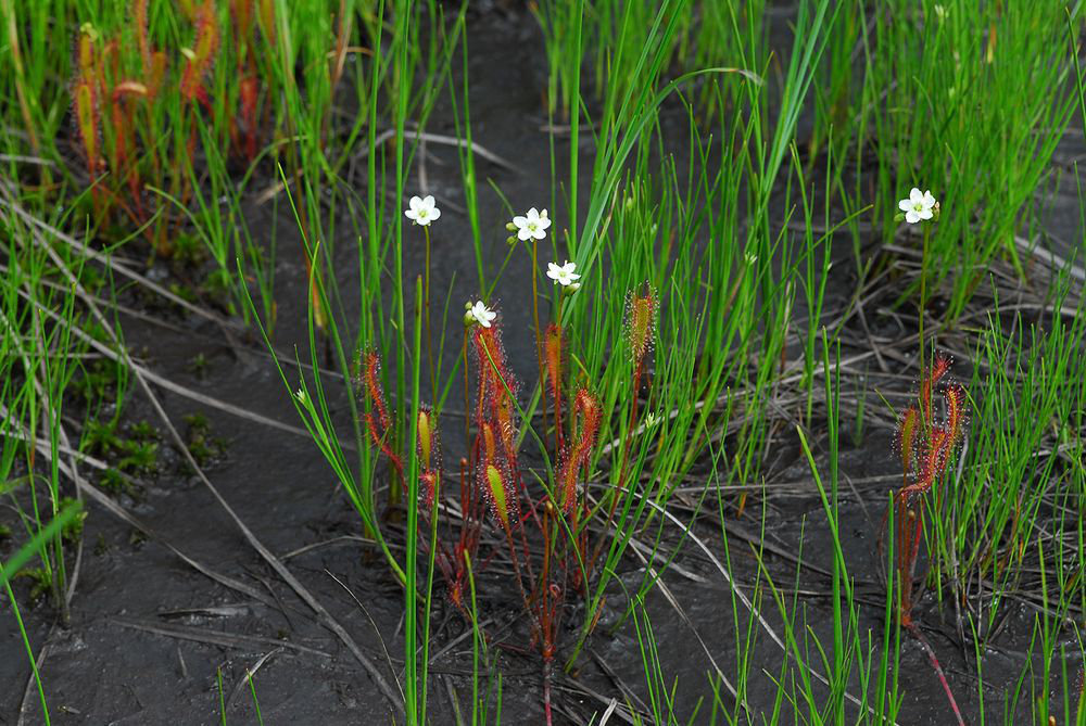 Figure 22 D anglica in Oze on the border of Chubu Kanto and Tohoku - photo 4