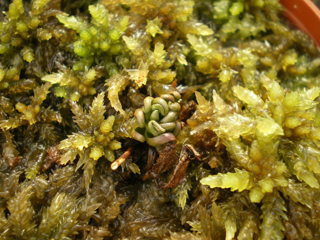 Figure 24 A hibernaculum of a D anglica plant in cultivatio n Figure - photo 6