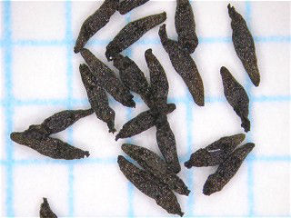 Figure 25 Seeds of D anglica 22 D indica L Distribution in Japan - photo 7