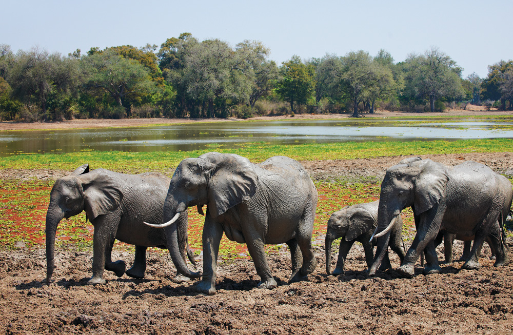 Elephants in South Luangwa National Park Zambia JUERGEN RITTERBACH GETTY - photo 4