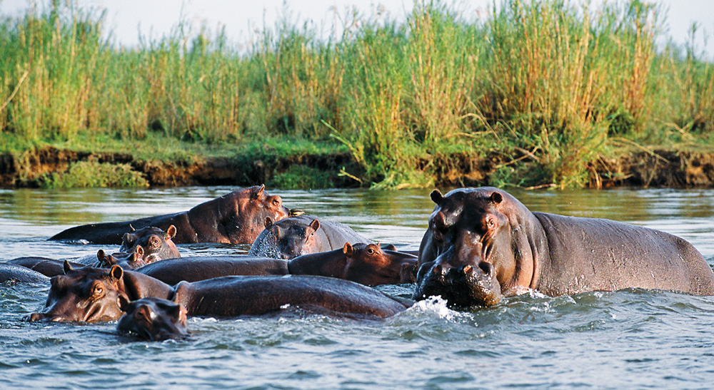 JOHN WARBURTON-LEE GETTY IMAGES South Luangwa National Park Zambia On a - photo 8