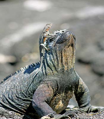 A helpful lava lizard eats the parasites off a marine iguana Kicker Rock - photo 6