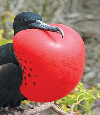 frigate bird in a mating display on Genovesa sea lion on the beach on Plaza - photo 9