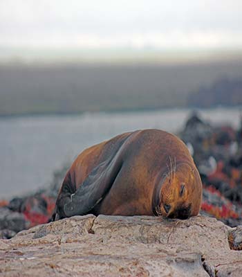 sea lion on the beach on Plaza Sur Bartolom Nazca boobies rubbing beaks - photo 10