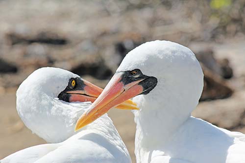 Nazca boobies rubbing beaks in a courtship ritual red vesuvium on a Floreana - photo 12