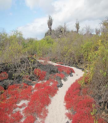 red vesuvium on a Floreana trail hawkfish hiding in the rocks - photo 13