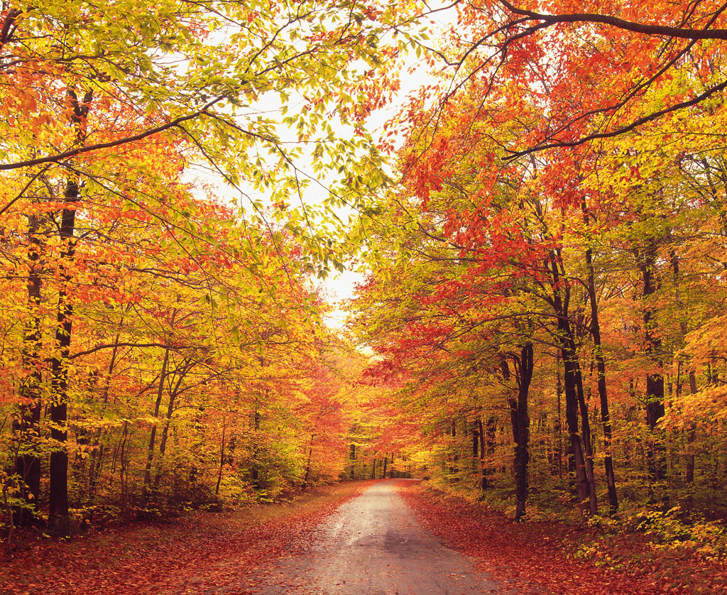 Fall foliage A Vermont road ablaze with autumn color DAVE AND LES - photo 4