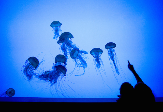 New England Aquarium Keiji IwaiGetty Images Boston Top Sights Boston Harbor - photo 10