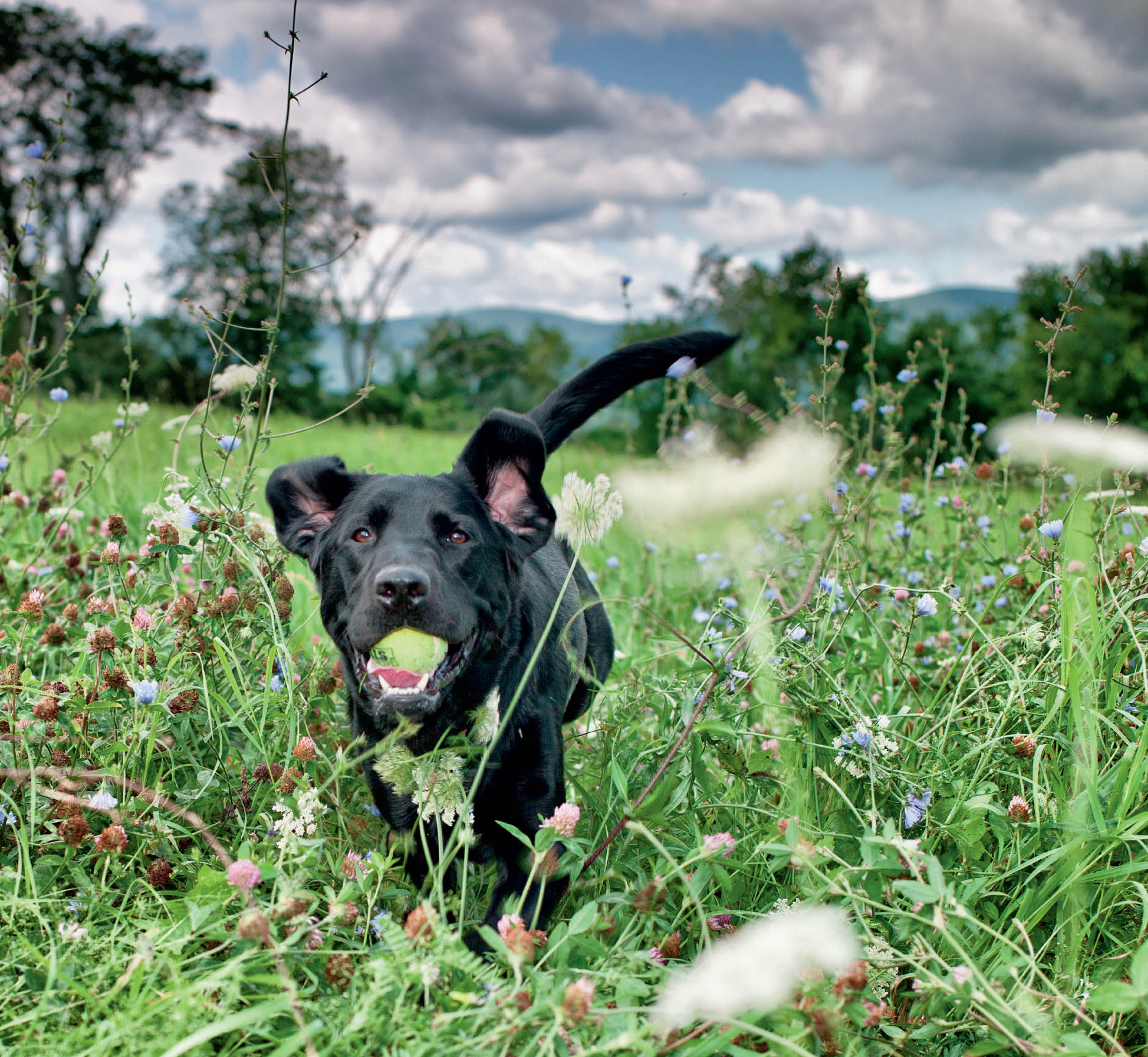 DEPOT Labrador Retriever Williamstown MA CARLY Scottish Terrier Reno NV - photo 6