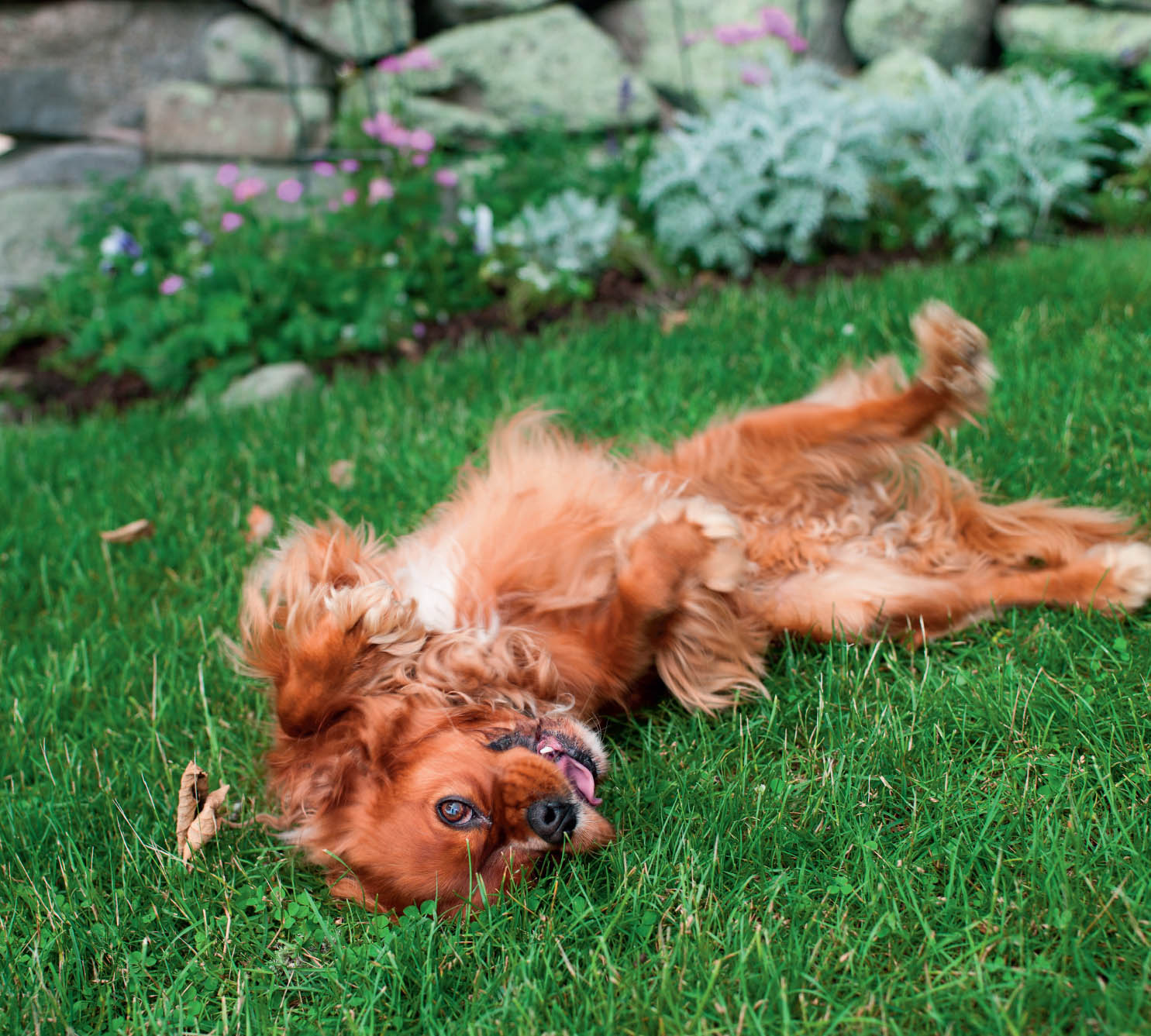 SPIKE Cavalier King Charles Spaniel Marthas Vineyard MA LIAM West - photo 9