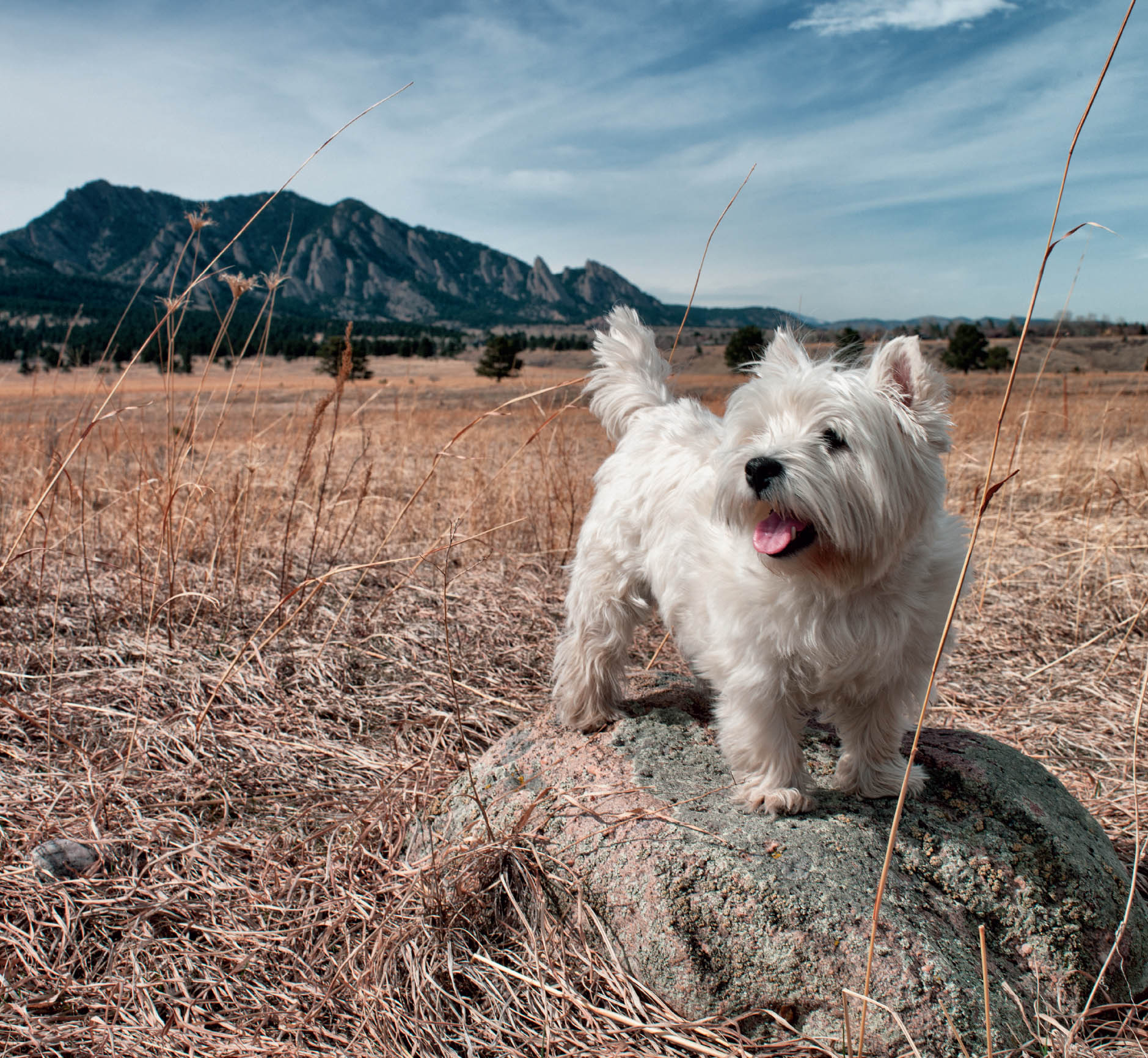 LIAM West Highland Terrier Boulder CO LASSIE Border Collie Black Earth - photo 10