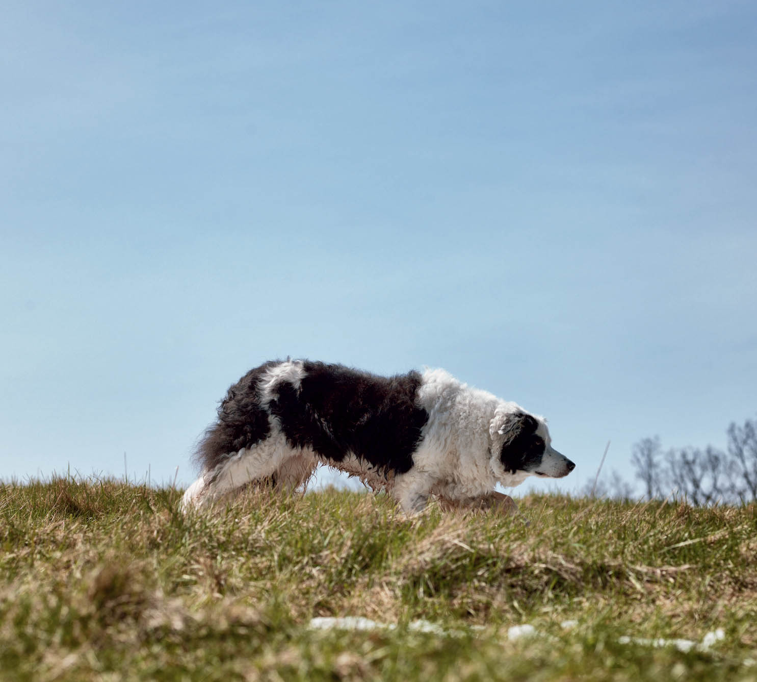 LASSIE Border Collie Black Earth WI SOPHIE Cavalier King Charles Spaniel - photo 11