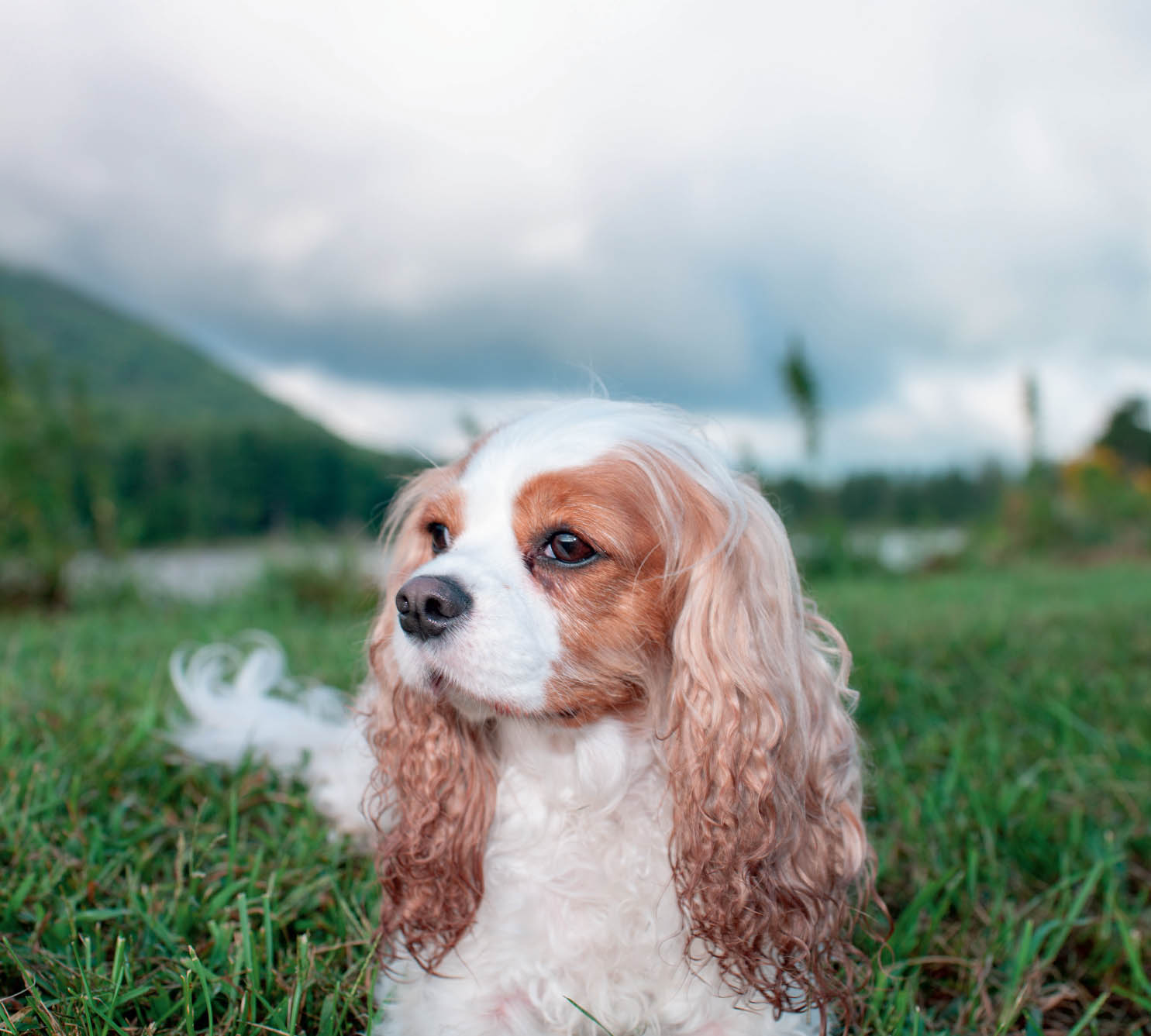 SOPHIE Cavalier King Charles Spaniel North Adams MA MAISY Mixed Breed - photo 12