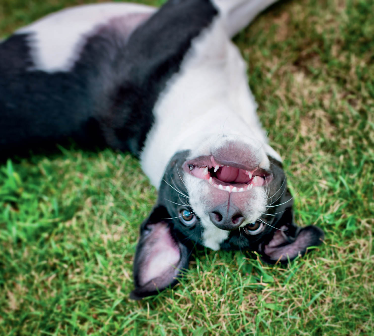 MAISY Mixed Breed North Adams MA BUTTER French Bulldog Tamworth NH - photo 13