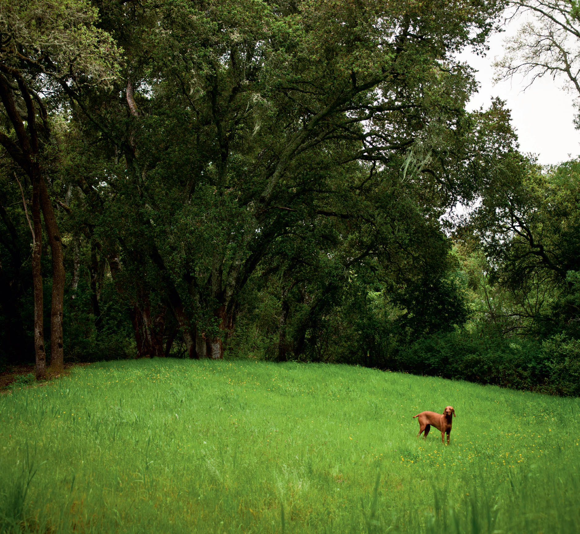 SIERRA Vizsla Portola Valley CA FELIX Australian Shepherd Williamstown - photo 15