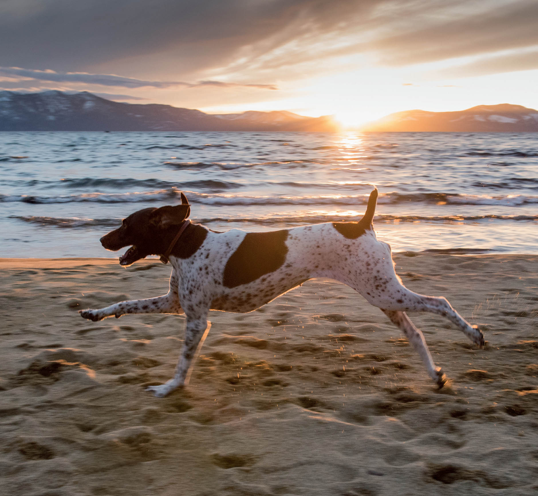 LADYBIRD German Shorthaired Pointer Lake Tahoe NV MARIAH Mixed Breed - photo 18