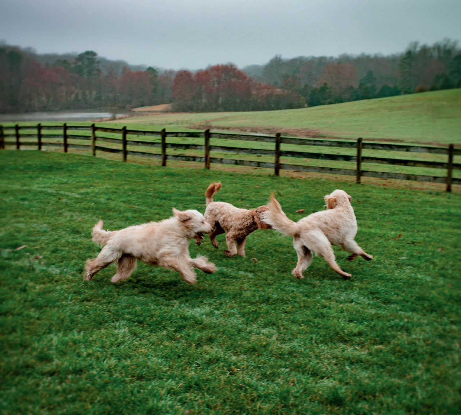 LIZZIE MAGGIE CALLIE Labradoodles Richmond VA LIZ LEMON Golden - photo 20