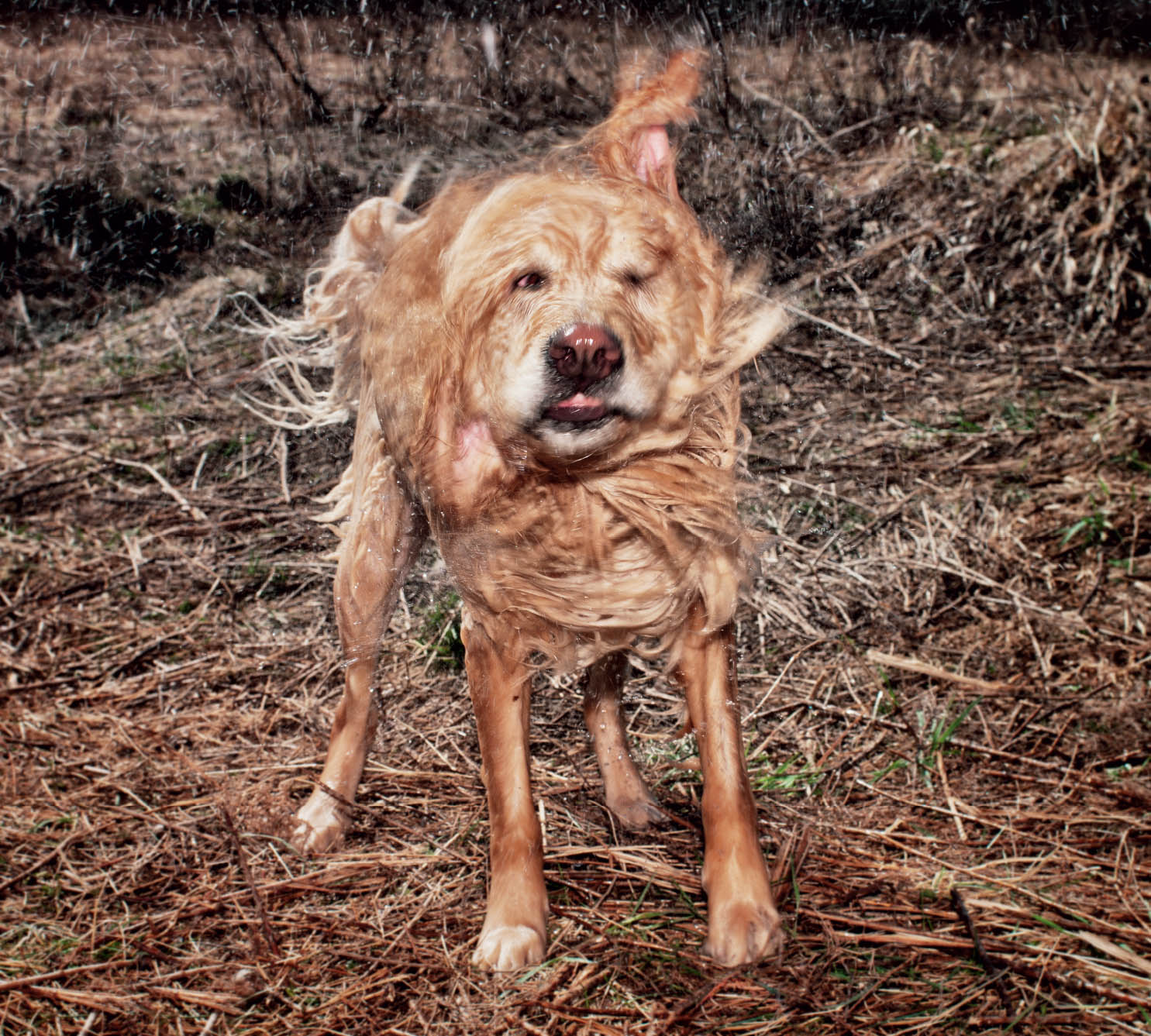 LIZ LEMON Golden Retriever Vestal NY GEORGE Labrador Retriever Seattle - photo 21