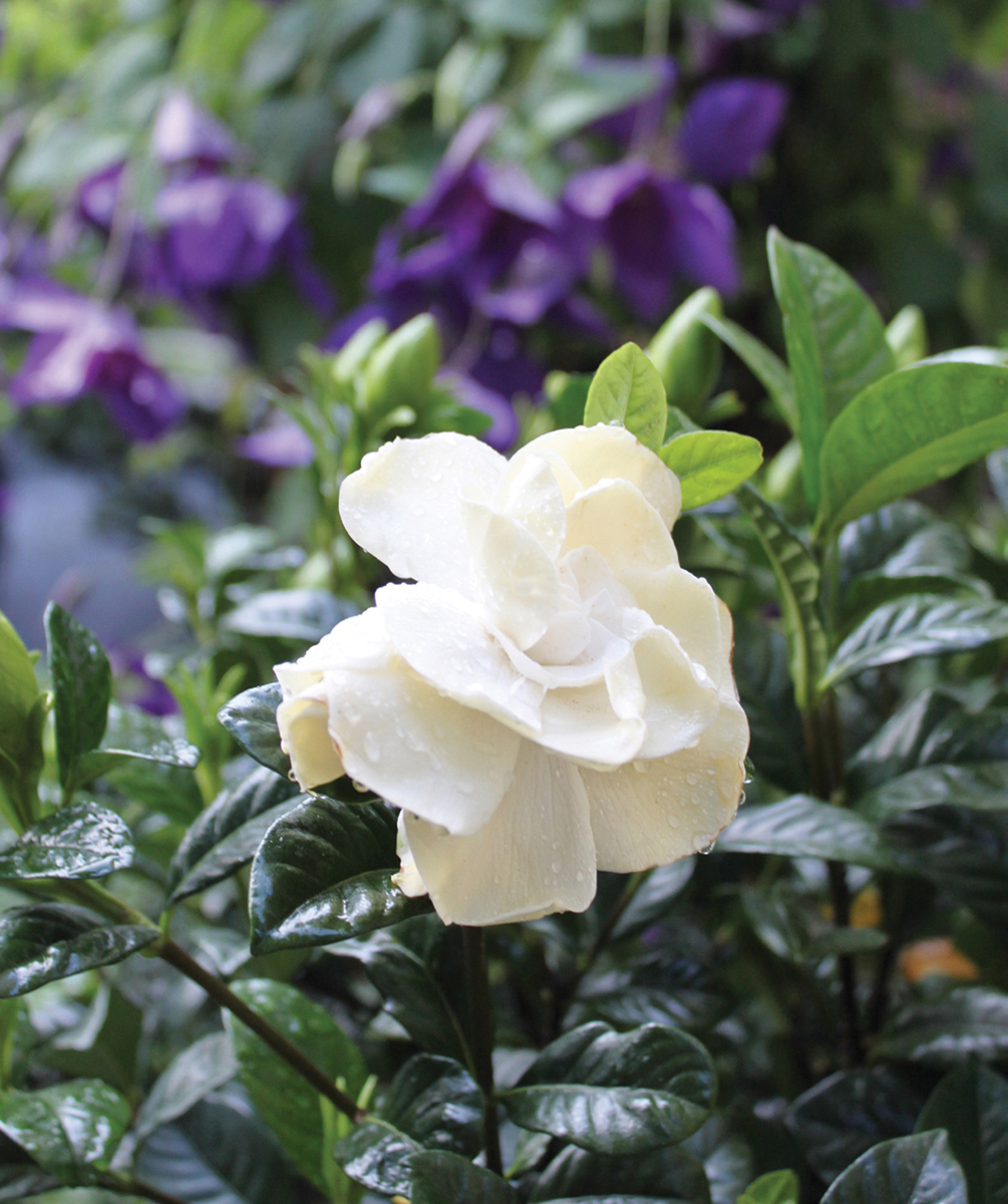 Gardenia bushes are warm-weather plants but you can grow it in a pot outdoors - photo 4