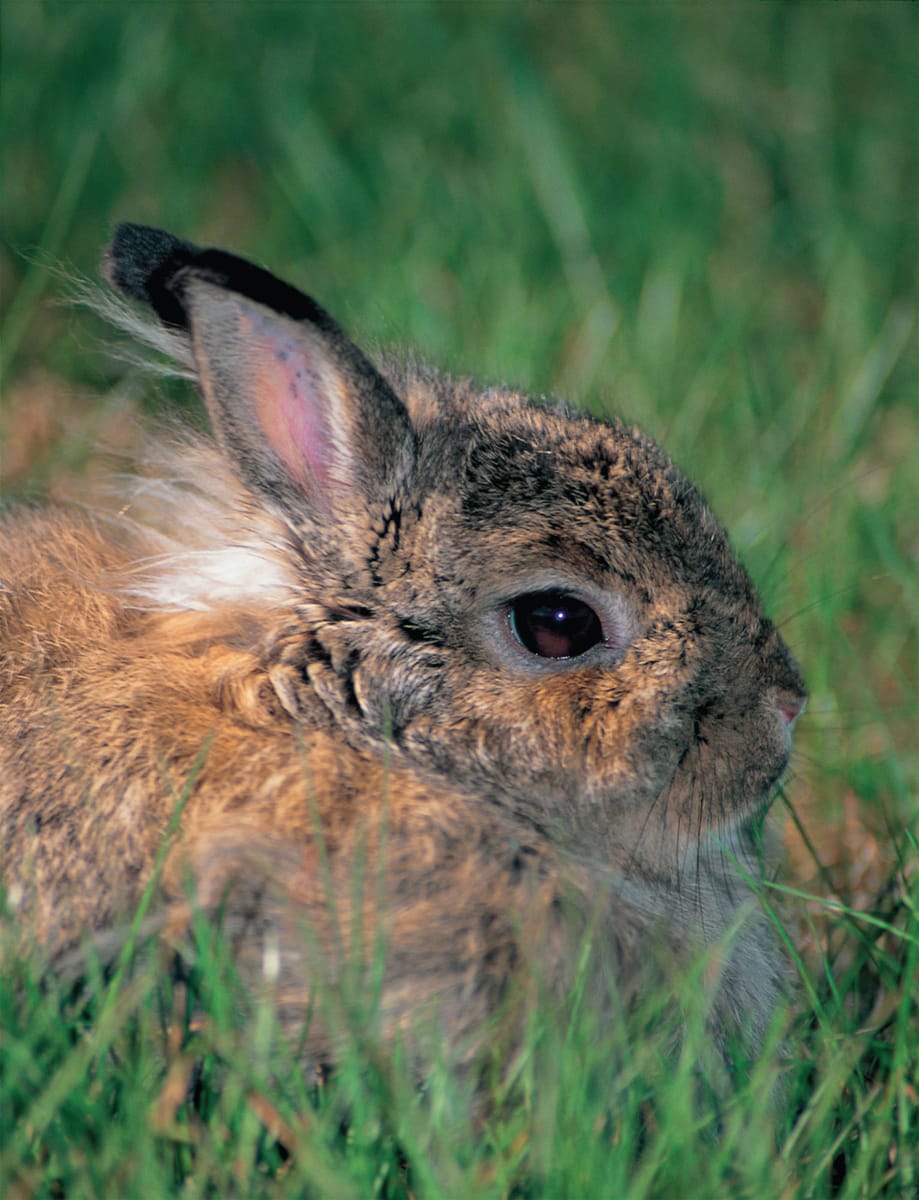 THIRD EDITION HOW TO RAISE RABBITS EVERYTHING YOU NEED TO KNOW BREEDS - photo 2