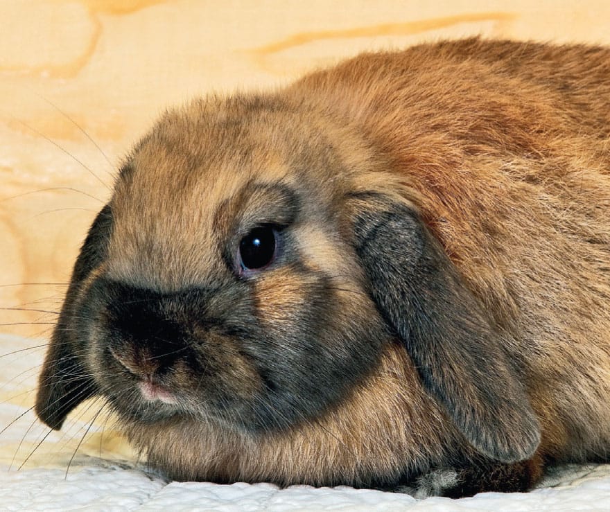 This Tortoise-colored Holland Lop is an example of the compact shape The - photo 6