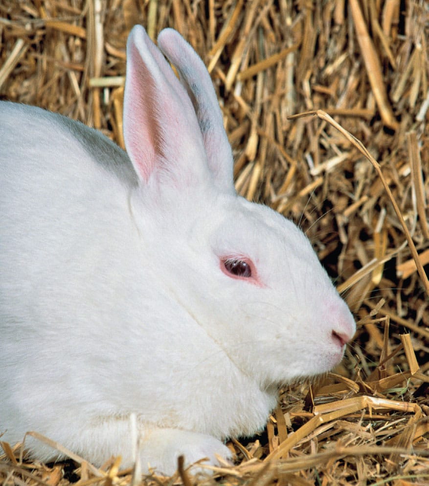 The Florida White is a small rabbit of compact shape It features normal fur - photo 9