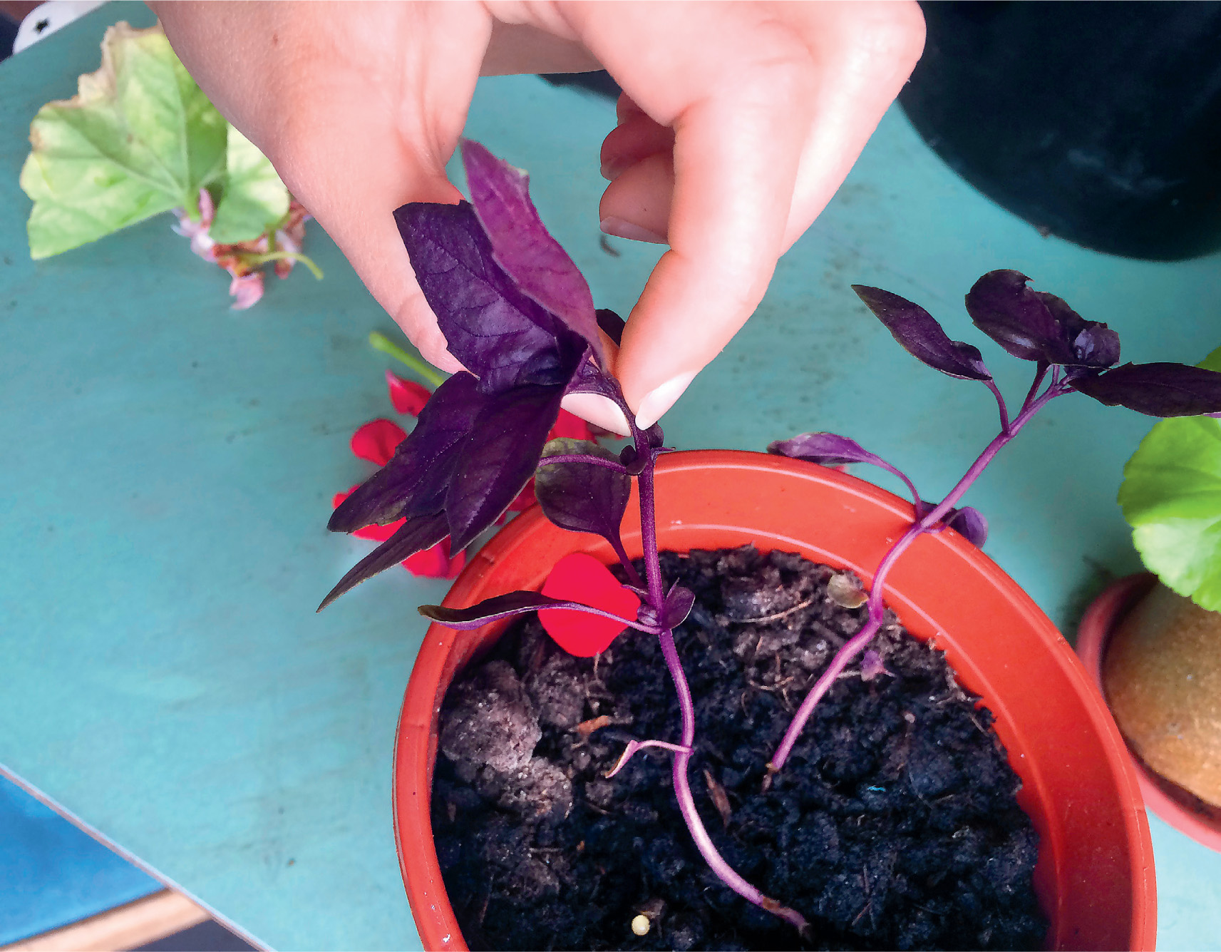 GETTING YOUR HERBS TO MAKE LEAVES NOT FLOWERS When parsley basil and mint - photo 9