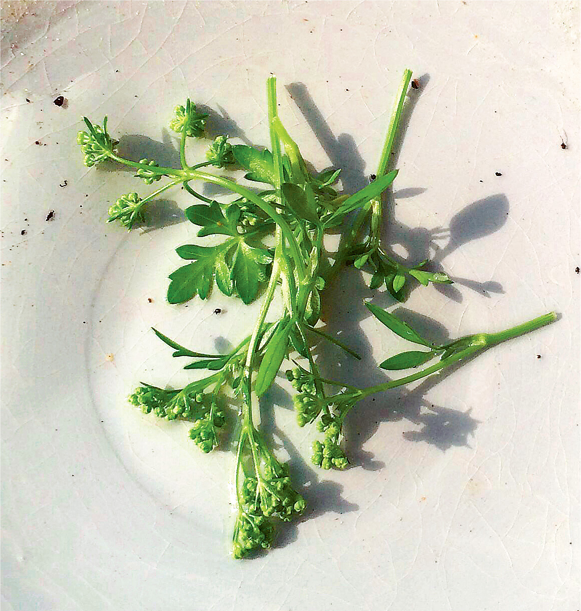 GETTING YOUR HERBS TO MAKE LEAVES NOT FLOWERS When parsley basil and mint - photo 10