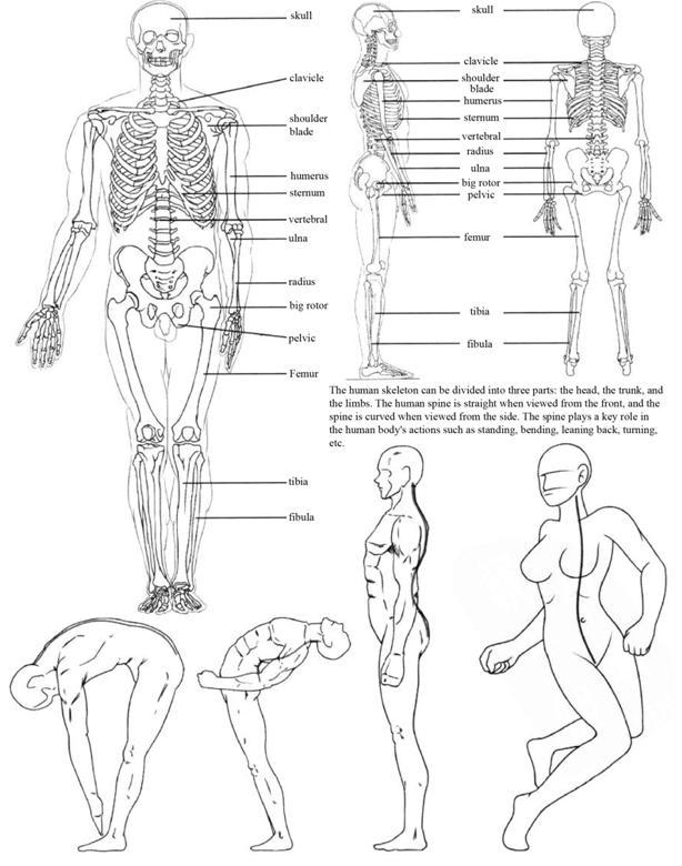 SKELETON MODEL WHICH FOCUSES ON THE BONES OF THE HUMAN BODY Simplifies the - photo 1