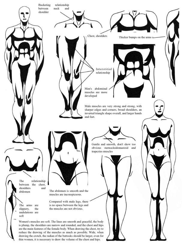 HUMAN JOINTS The joint of the human body is a special device that connects the - photo 4