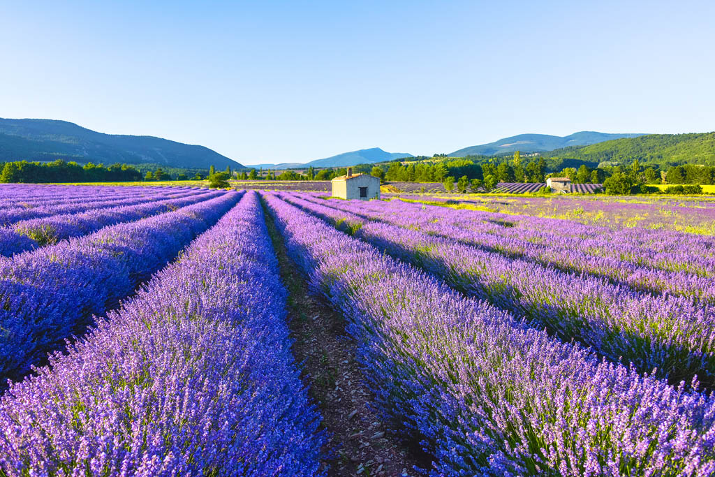 Lavender field near JFFotografieshutterstock PROVENCE SOUTHEAST - photo 4