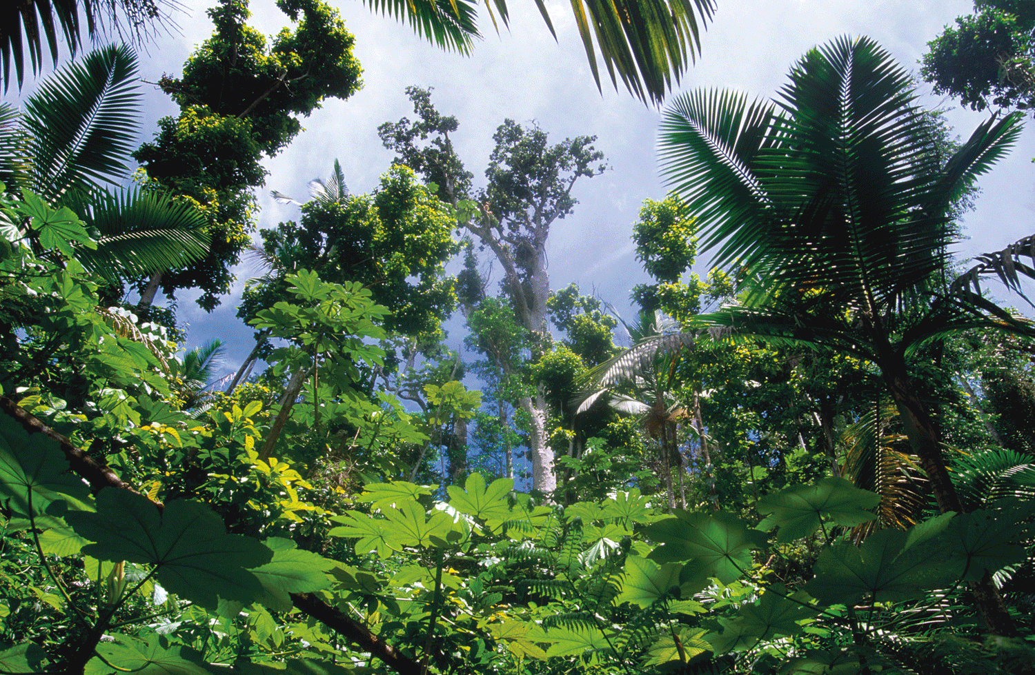 Big Tree Trail El Yunque JOHN ELK III LONELY PLANET IMAGES TOP - photo 3