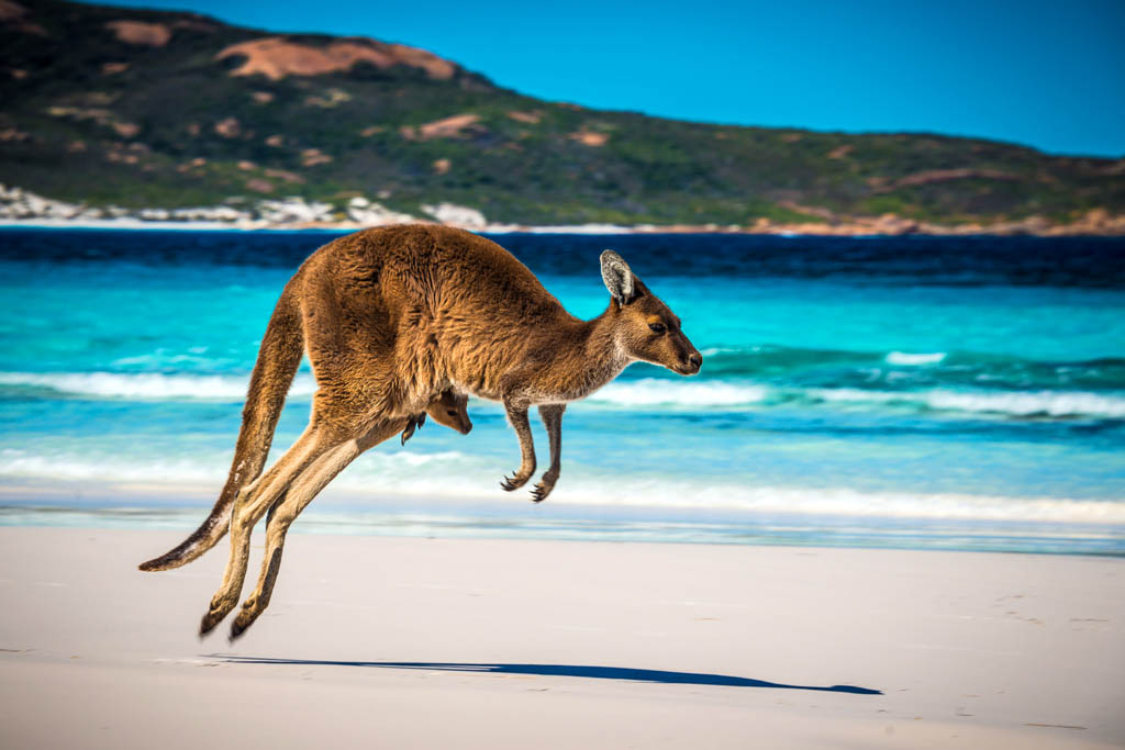 Kangaroo with a joey Cape Le Grand National Park JAN ABADSCHIEFF500PX - photo 8