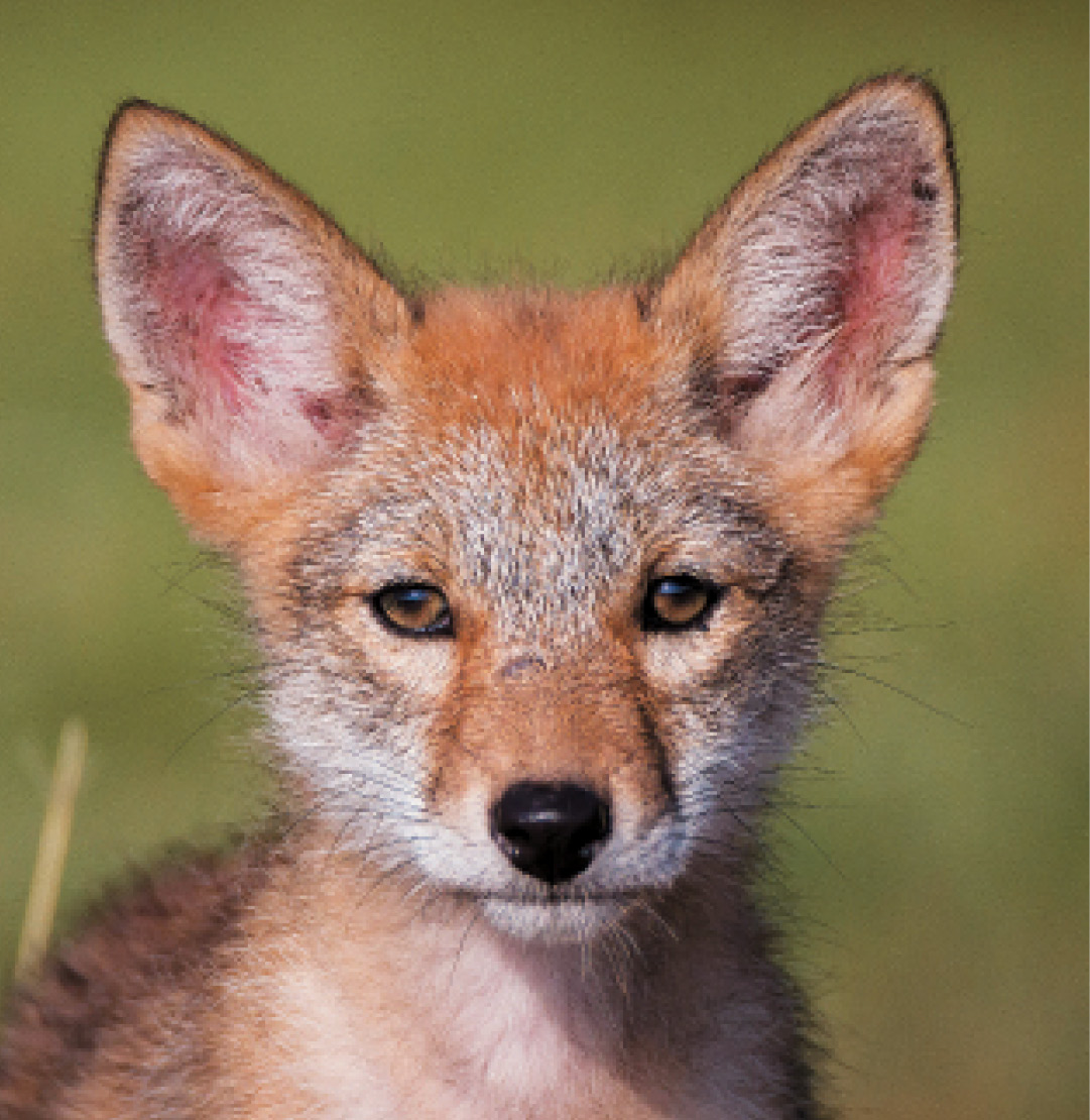 Bryan BaileyShutterstock KIT FOX Local to North America T hey might be - photo 10