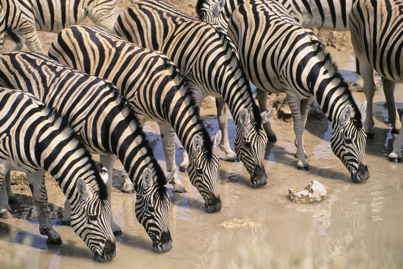 Etosha National Park Namibia Scattered waterholes in Etosha a vast parched - photo 12