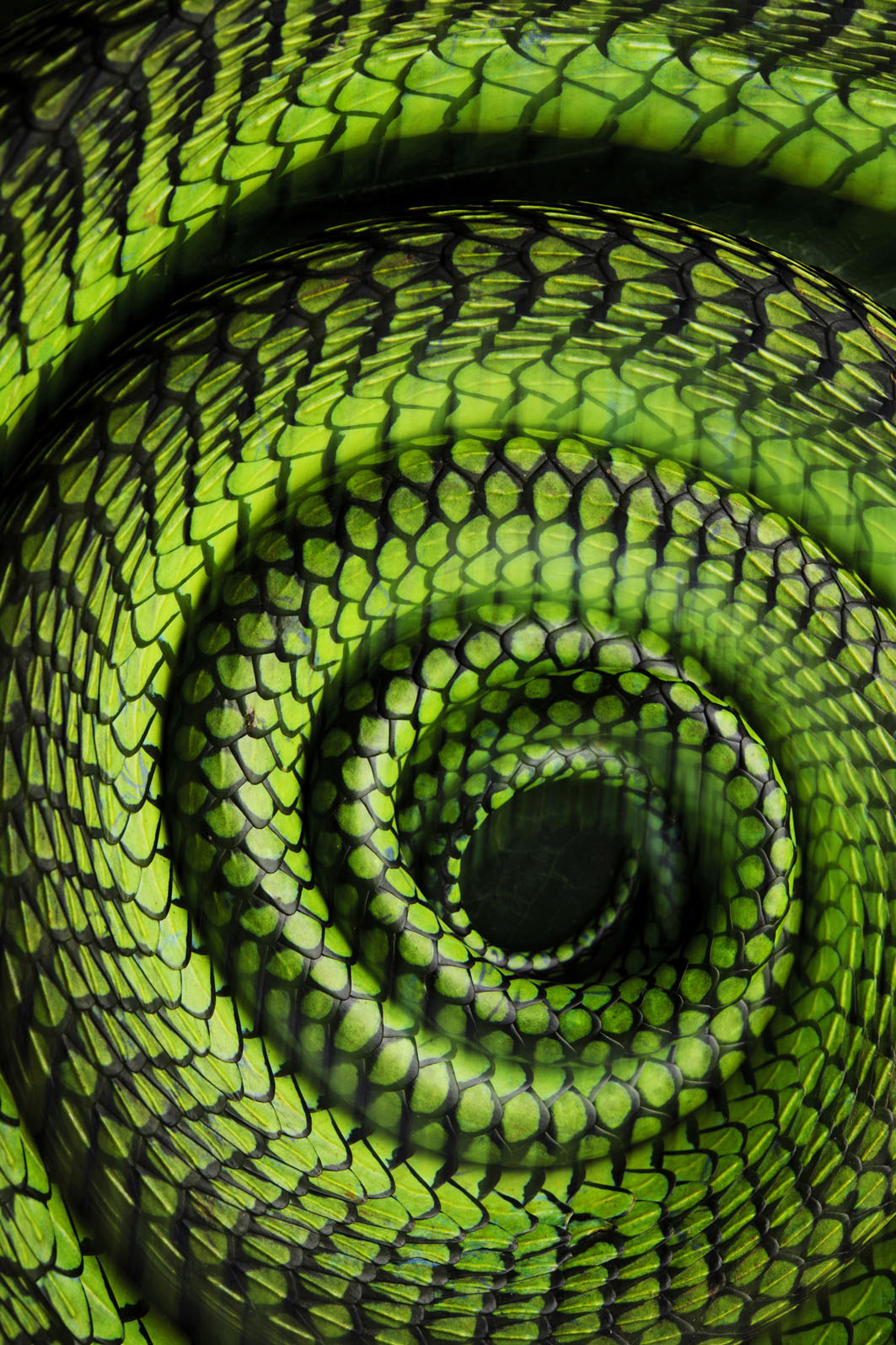 Ndop Cameroon Beautiful but deadly venomous the boomslang is a big-eyed viper - photo 14