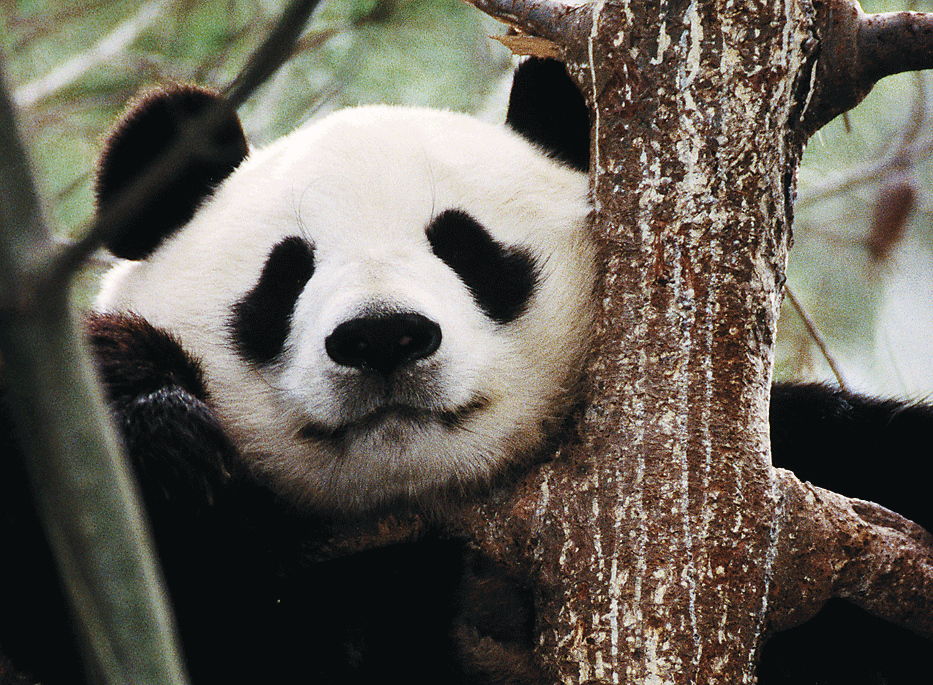 Giant Panda KEVIN LEVESQUE Getty Center Who says LA has no culture - photo 7